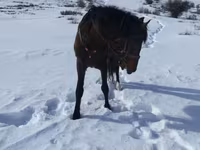 Cavallo, Cavalli — foto 3