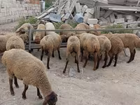 میش, گوسفند — عکس 5
