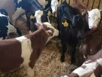 Tyre, Simmental cattle — foto 3