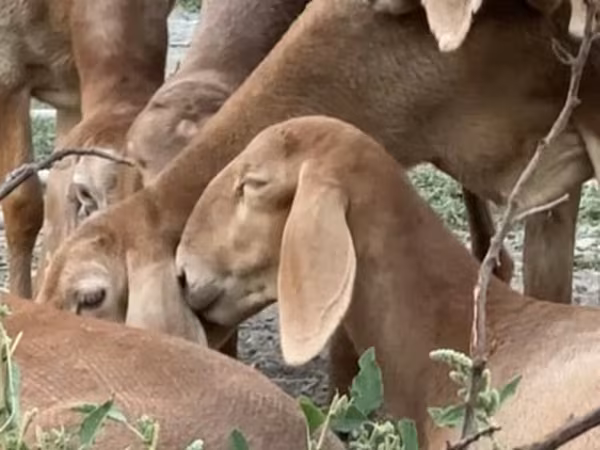 Koyun, Arashan sheep