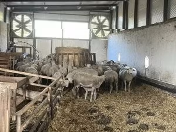Sheep, Ile-de-France sheep — Hungary