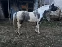 Kůň, Koně — foto 3