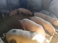 Babi betina — foto 8