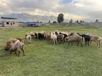نعجة, Merino sheep — الصورة 1