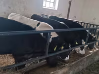 Banteng, Cattle — foto 1