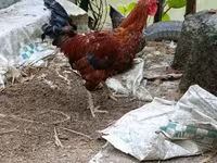 Chickens — photo 4