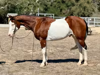 Kuda jantan, American paint horse — foto 2