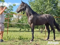 Cal, Nonius horse — foto 8