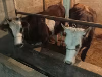 วัวตัวผู้, Simmental cattle — รูปภาพ 2