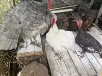 Turkeys — foto 6