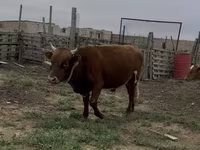 Toro, Bovini — foto 4