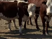 گاو نر, Swiss cattle — عکس 3