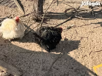 পেকিন বেন্টাম — ছবি 2