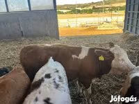 Ko, Simmental cattle — foto 1
