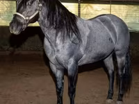 اسب نر, Quarter Horse — عکس 3