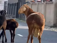 公羊, Rhon sheep — 照片 5