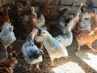 Chickens — foto 2