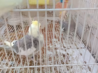 Nimfa (cockatiel) cütlüyü 0507335513 whatsapp - Növ: Nimfa — عکس 3