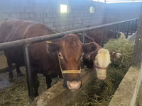 Krava, Simmental cattle — fotografija 8