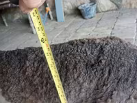 Montone, Arabi sheep — foto 1