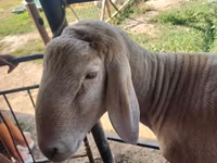 Wad, Arashan sheep — sawirka 3