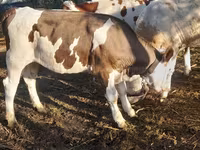 Krowa, Bydło — zdjęcie 4