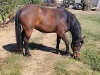 Hengst, Paarden — foto 8