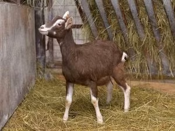 Kambing betina, Toggenburg goat