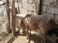 قوچ, گوسفند — عکس 2
