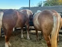 Φοράδα, Hungarian horse breed — φωτογραφία 6