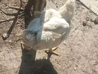 Chickens — foto 4