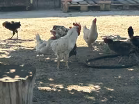 Turkeys — акс 3