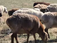 Oaie, Edilbay sheep — foto 1