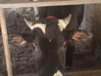 گاو نر, Russian Black pied cattle — عکس 2