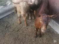 Kambing jantan, Sheep — foto 2