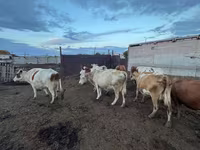 Krowa, Simmental cattle — zdjęcie 4