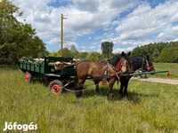 Kuda betina, Horses — foto 4