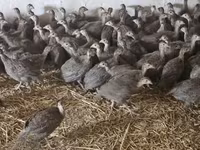 Guinea fowl — 照片 2