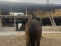 Klisna, Percheron — foto 1