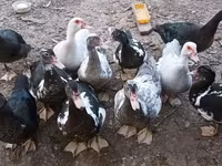Ducks — عکس 2