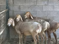 Kambing betina, Arashan sheep — foto 3