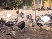 Turkeys — عکس 6