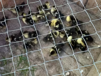 Ducks — عکس 3