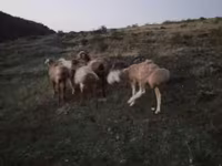 مینڈھا, بھیڑیں — تصویر 3