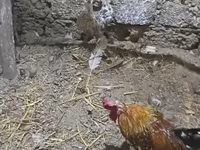 Chickens — الصورة 1
