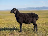 የጎትት አውራ በግ, Sheep — ፎቶ 1