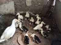 rață domestică Muscovy — foto 3