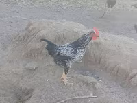Chickens — 1 зураг