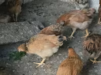 Chickens — عکس 2