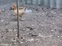 Chickens — عکس 2